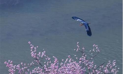 西塞山前白鹭飞桃花流水鳜鱼肥_西塞山前白鹭飞桃花流水鳜鱼肥是什么季节