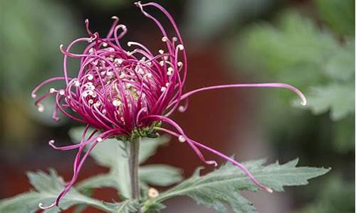 醉人的花香_醉人的花香原唱