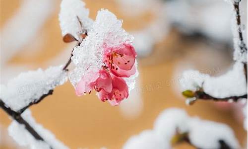 雪花红梅_雪花红梅飘夜冰冻是什么歌